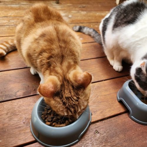 Char / Mia - Domestic Short Hair (DSH) Cat