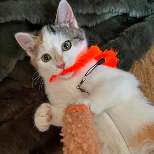 Callie - Domestic Short Hair (DSH) Cat