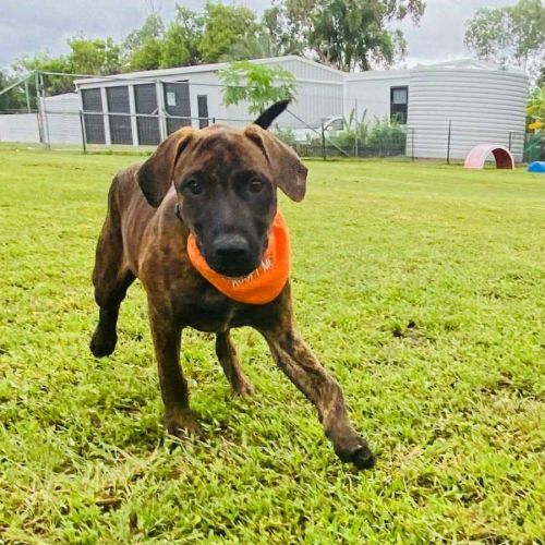 Pippa - Rottweiler Dog