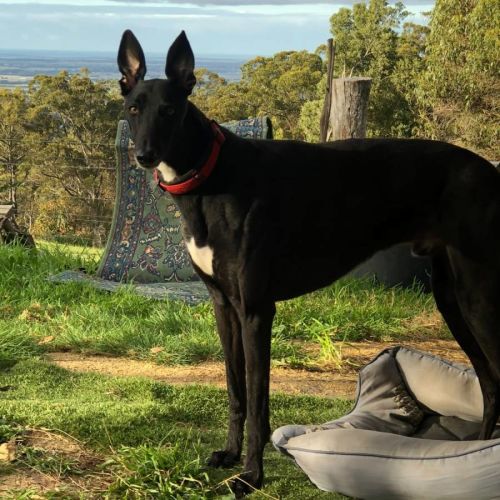 Cody - Greyhound Dog
