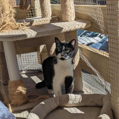 Molly - Domestic Short Hair (DSH) Cat