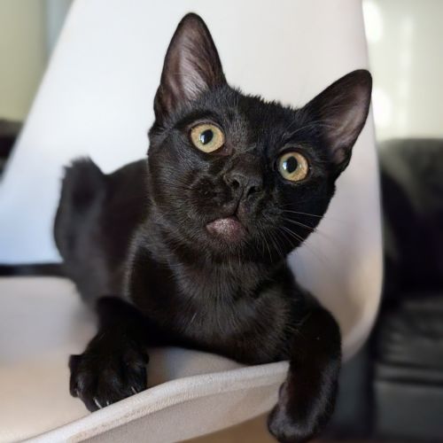 Veya - Domestic Short Hair (DSH) Cat