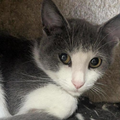 🚍 Jayco 6908 🚍 - Domestic Short Hair (DSH) Cat