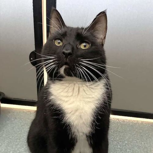 Micho - Domestic Short Hair (DSH) Cat