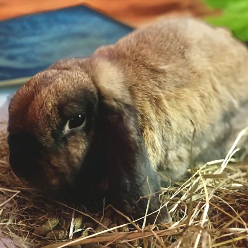 Salem - Lop Eared Rabbit
