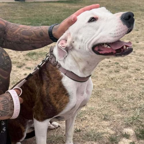 Candy - American Bulldog