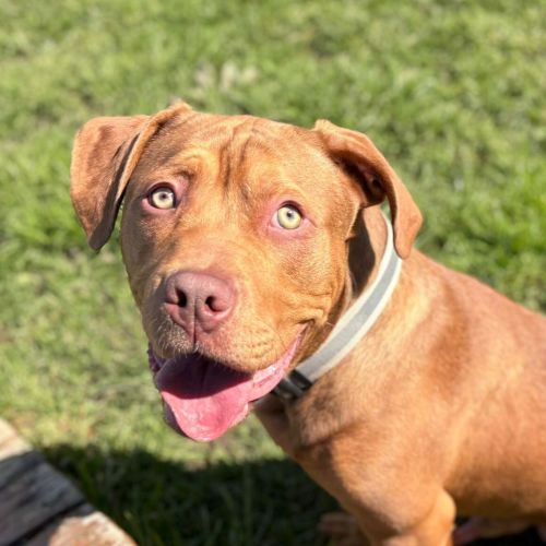 Stubby - Large Cross Breed Dog