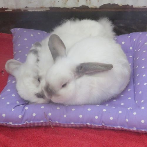 Kacy & Cairo - Cashmere Lop Rabbit