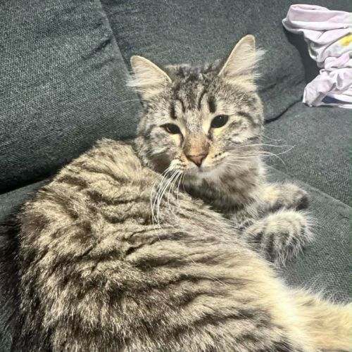 Prue - Domestic Short Hair (DSH) Cat