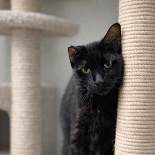 Inky - Domestic Short Hair (DSH) Cat