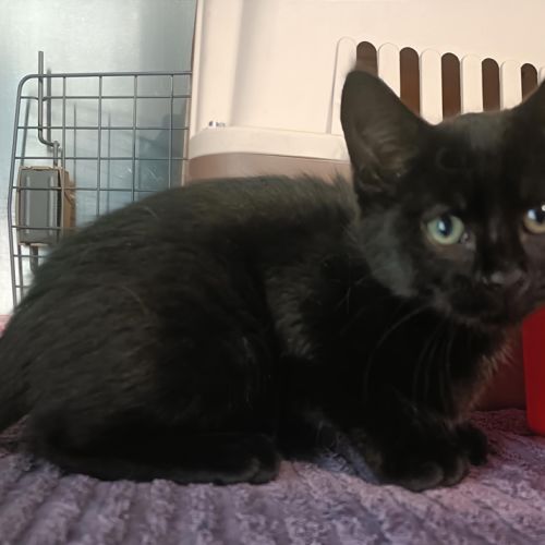 Edith - Domestic Short Hair Cat