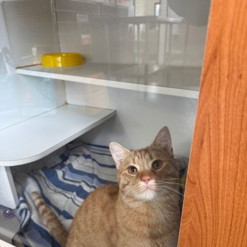 Hans Christian Anderson - Domestic Short Hair (DSH) Cat