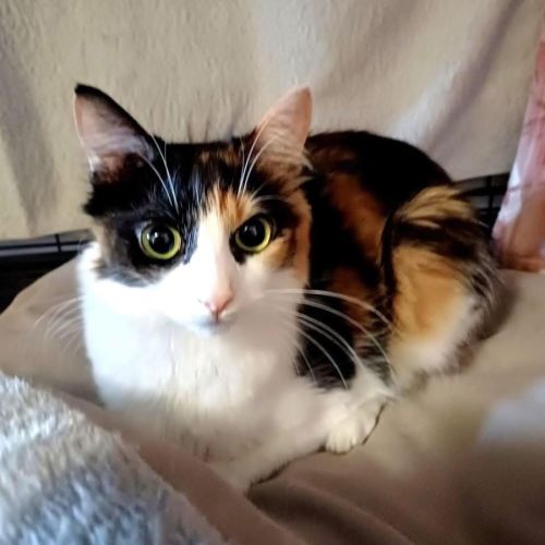 13590 - Emerald Belle - Domestic Medium Hair (DMH) Cat