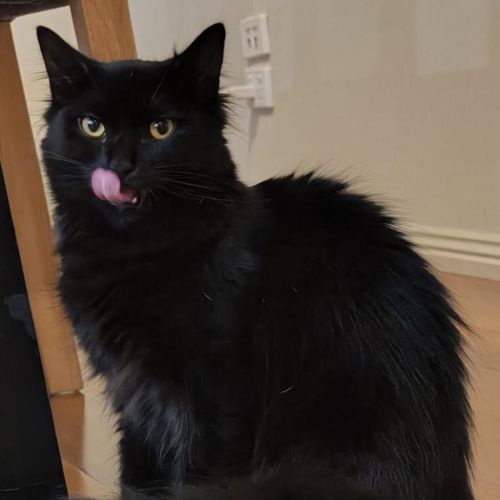 tormenta - Domestic Short Hair (DSH) Cat