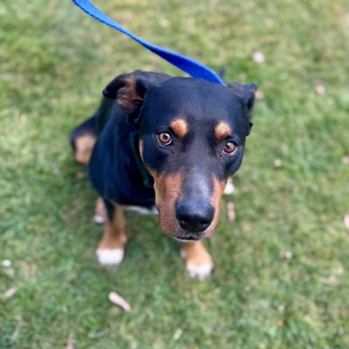 Oki *$350 Adoption Fee*  - Australian Kelpie Dog