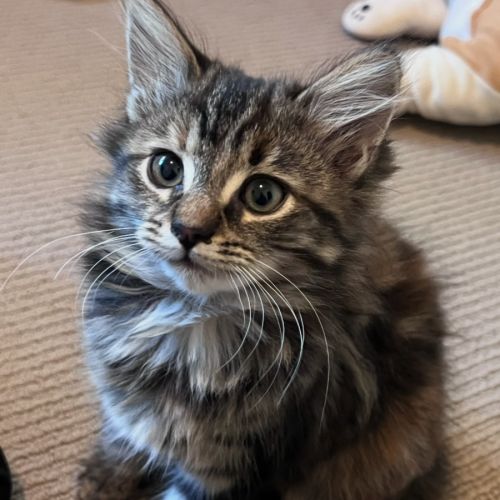 Jaffa - Domestic Medium Hair (DMH) Cat