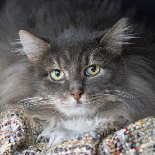 Teddy - Domestic Short Hair (DSH) Cat