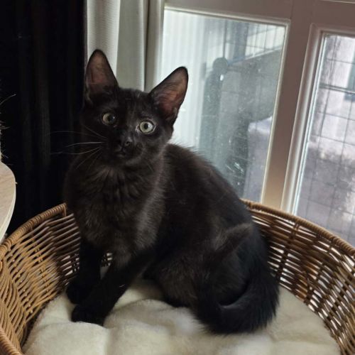 Fiona  - Domestic Short Hair (DSH) Cat