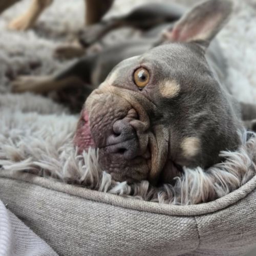 Subi 🩷 - French Bulldog