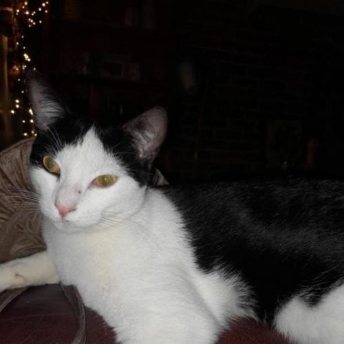 Imran - Domestic Short Hair Cat