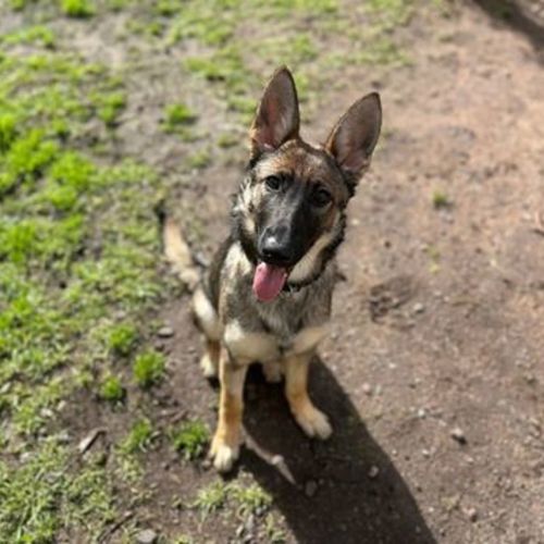Stella - German Shepherd Dog
