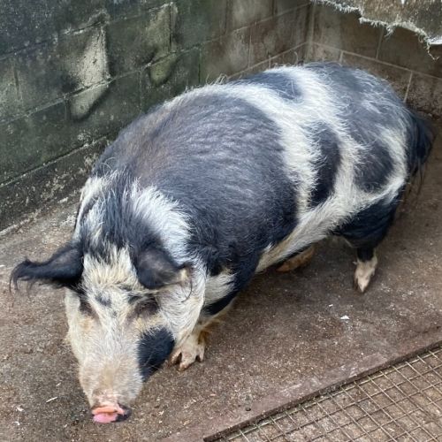 Sassy -  Pig