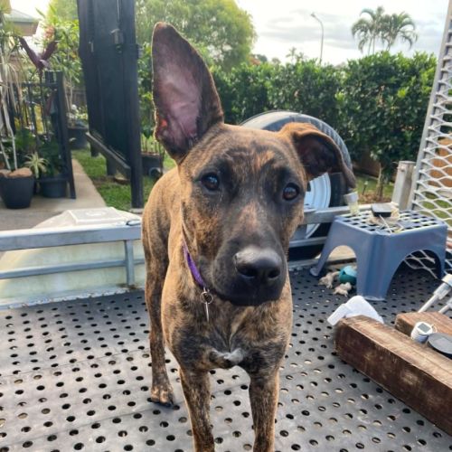 Penny - Mixed breed Dog