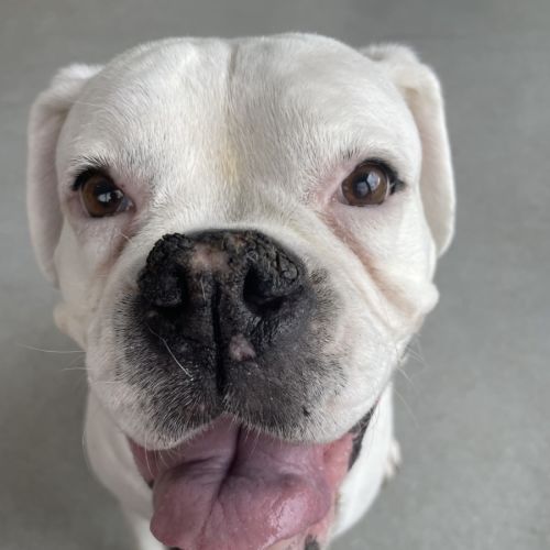 Freya - Boxer Dog