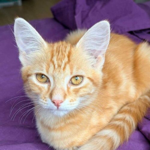 Ron - Domestic Short Hair (DSH) Cat