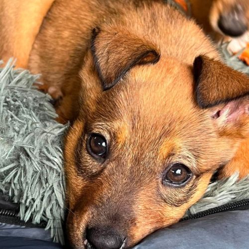 Nuri - Australian Cattle Dog