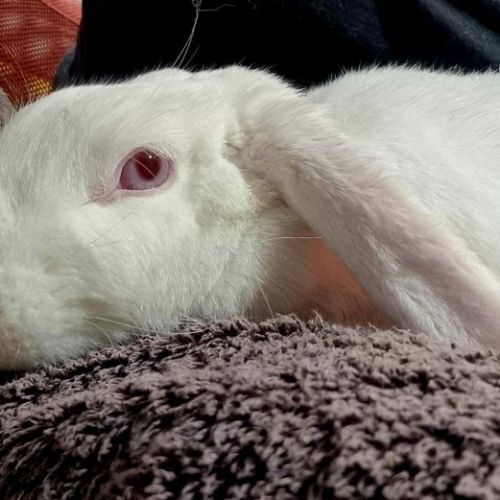 Aggie - Mini Lop Rabbit