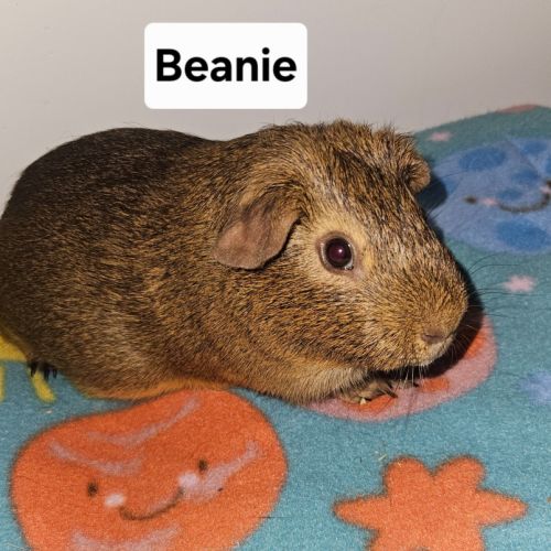 Beanie -  Guinea Pig