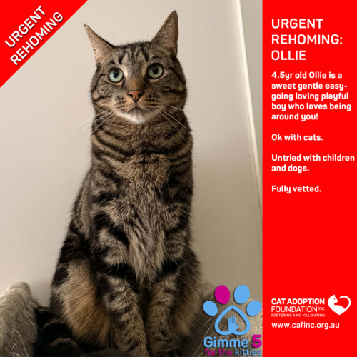 Ollie - Domestic Short Hair (DSH) Cat