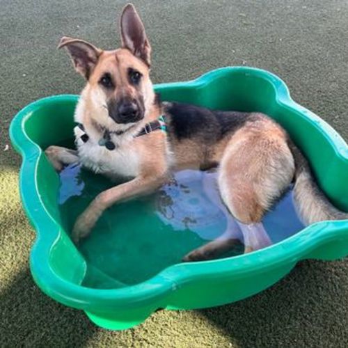 Zigzag - German Shepherd Dog