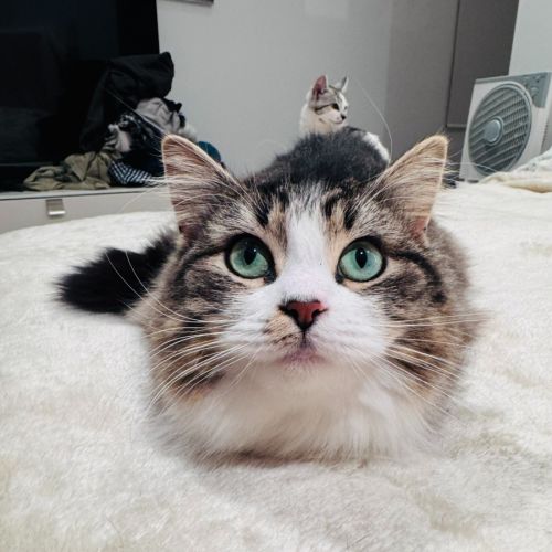  💥Boom Boom  💥 - Domestic Medium Hair (DMH) Cat
