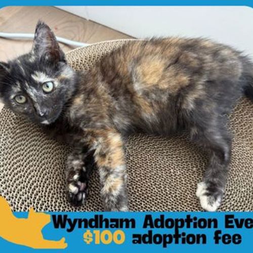 Maple - Domestic Short Hair Cat