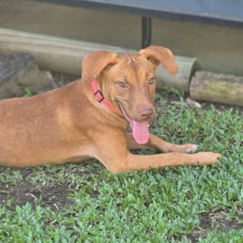 Maleagh - Mixed breed Dog