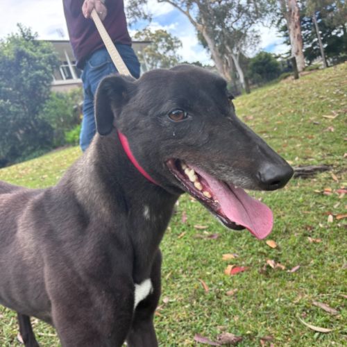Riley - Greyhound Dog