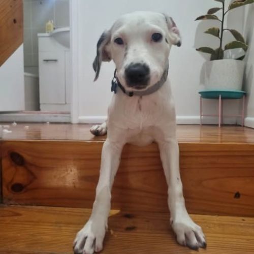 Jewel - Bull Arab Dog