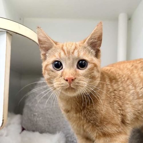 Goldie - Domestic Short Hair (DSH) Cat