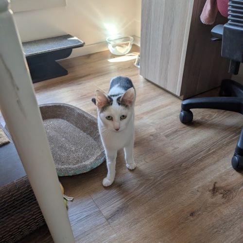 Chrissy - Domestic Short Hair (DSH) Cat