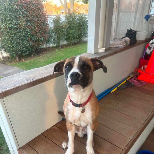 Boof - Boxer x Staffordshire Bull Terrier Dog