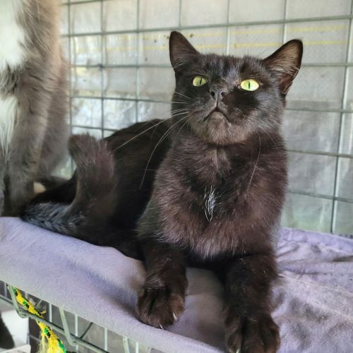 Ruby - Domestic Short Hair (DSH) Cat