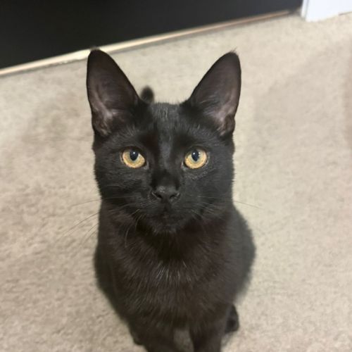 Alonso - Domestic Short Hair (DSH) Cat