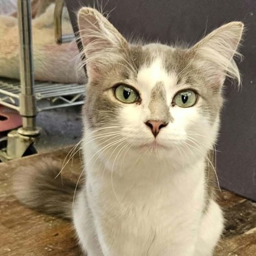 Aydin**2nd Chance Cat Rescue** - Domestic Long Hair (DLH) Cat
