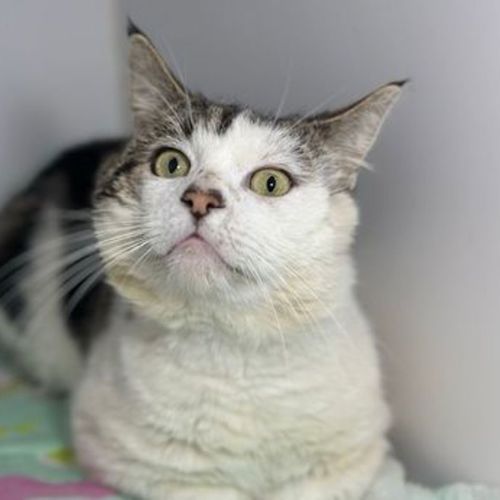 Hector - Domestic Short Hair Cat
