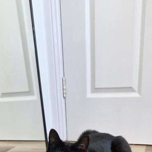 Goose - Domestic Short Hair (DSH) Cat