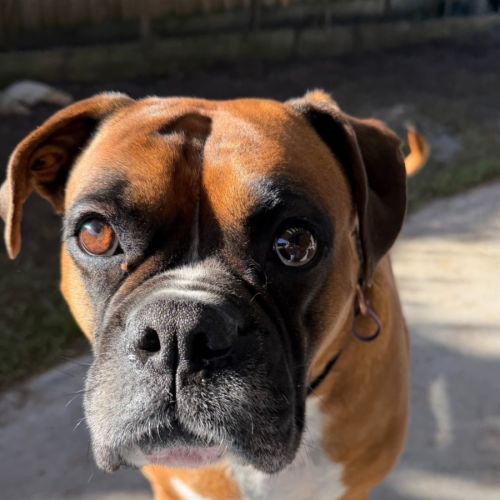Allie-Mae - Boxer Dog