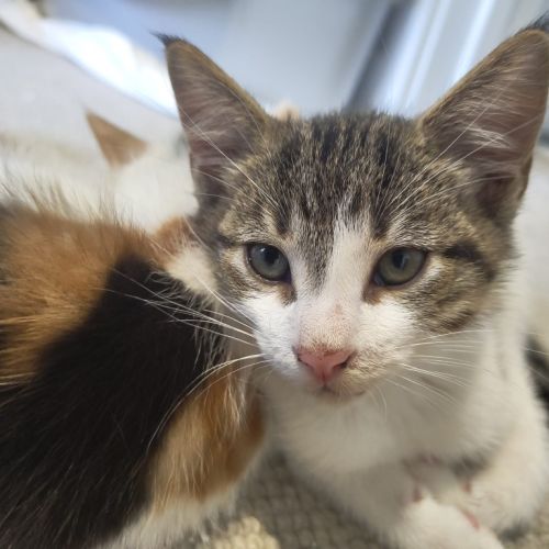 Purrcy - Domestic Short Hair (DSH) Cat