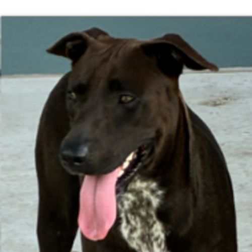 Bonnie - American Staffordshire Terrier Dog